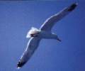 I Gabbiani Sul Mare