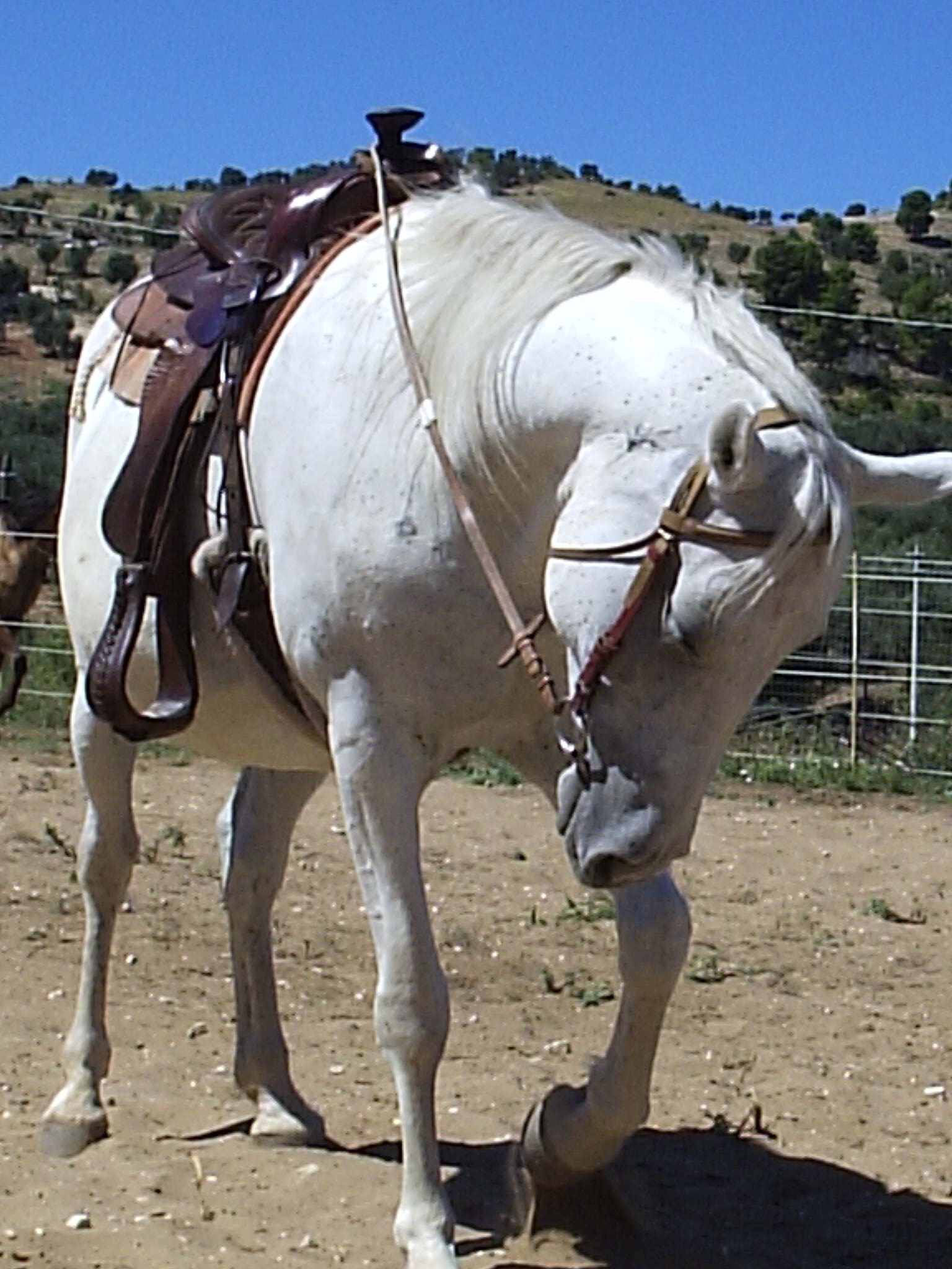 Agri-costella
