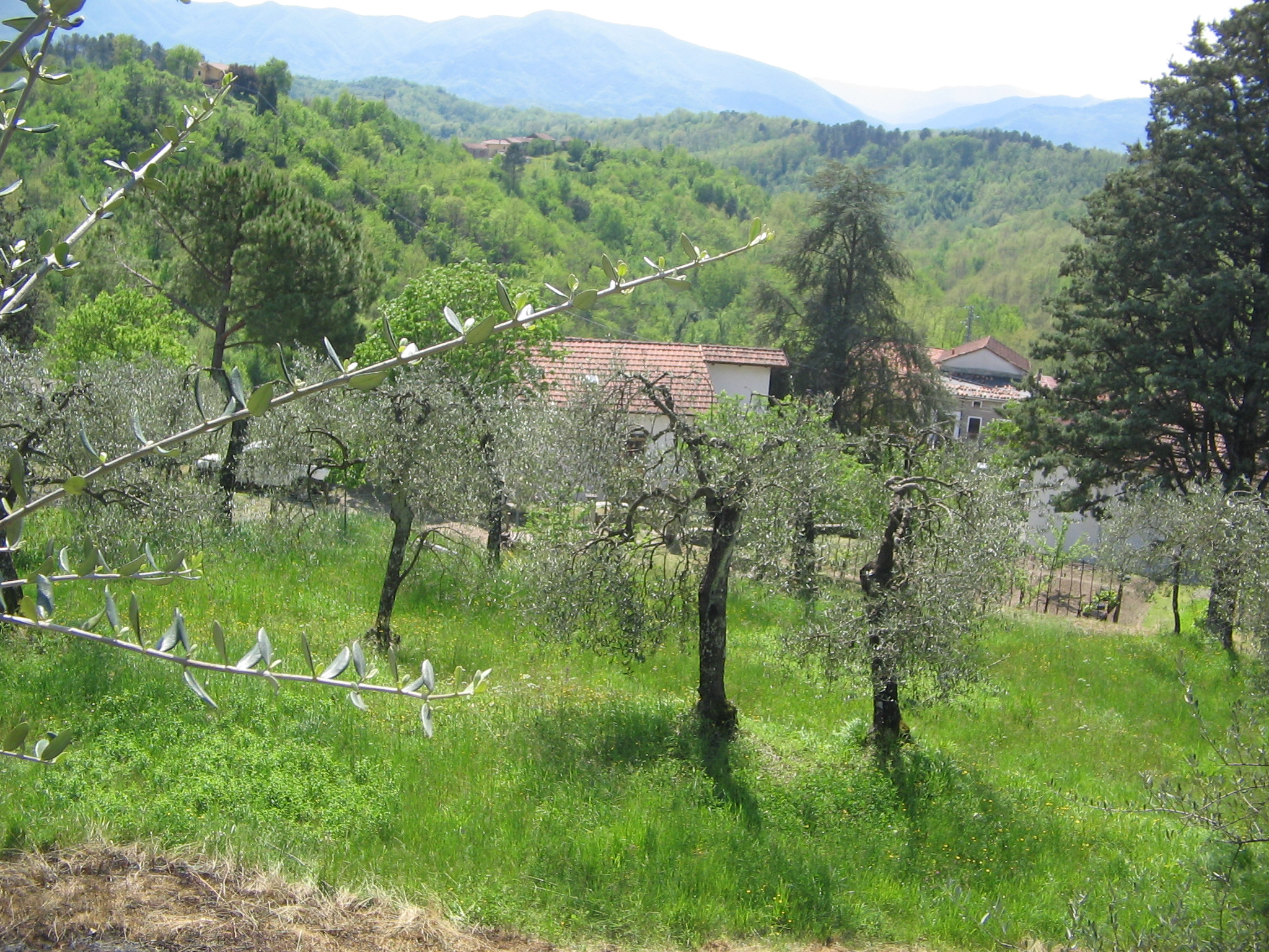 Il Podere Degli Ulivi