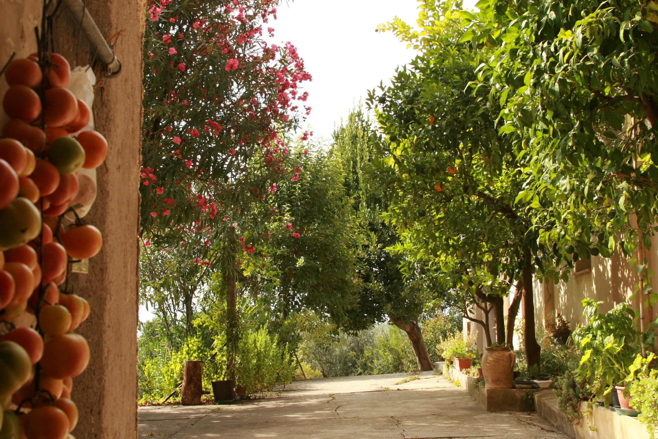 B&B L'oleandro