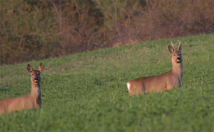 Bauernhof Il Colle - Foto 3