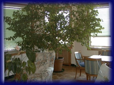 Hôtel Flora - Foto 2