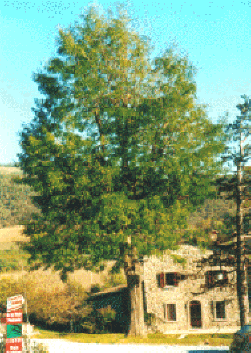 Appartement 2 pièces – Azienda Agrituristica Pedròsola - Foto 2