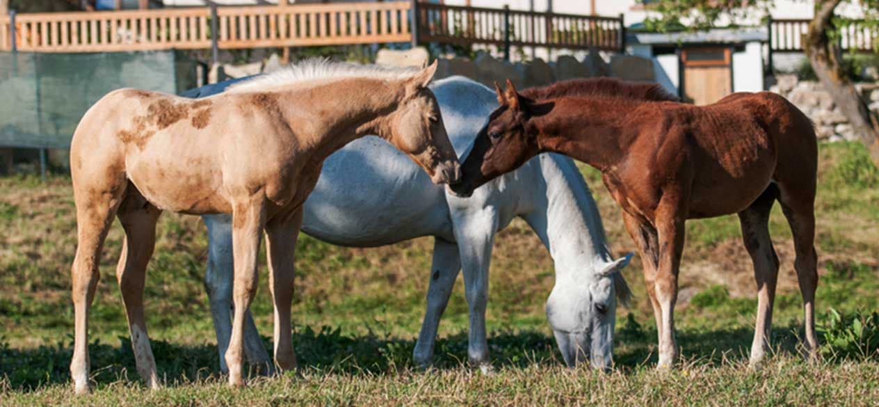 Selvaggi - Staffoli Horses - Agricoltura - Agnone (IS) - Foto 2