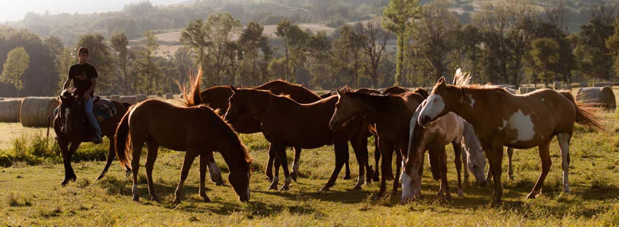 Selvaggi - Staffoli Horses - Agricoltura - Agnone (IS) - Foto 3