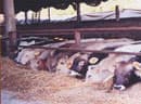 Bauernhof Le Muraglie - Foto 4