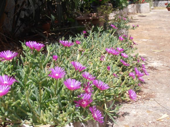 Masseria Nonna Angela - Putignano (BA) - Foto 3