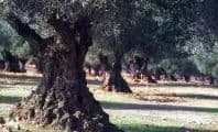 Chambre privée – La Locanda di Villa Toscana - Bibbona (LI) - Foto 2