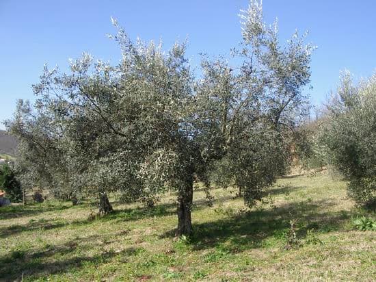 Villa di Campagna - Foto 2