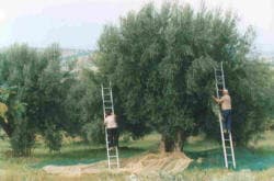 Farmhouse Ripalta - Foto 2