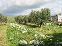 B&B Vigna Di Valle - Foto 2