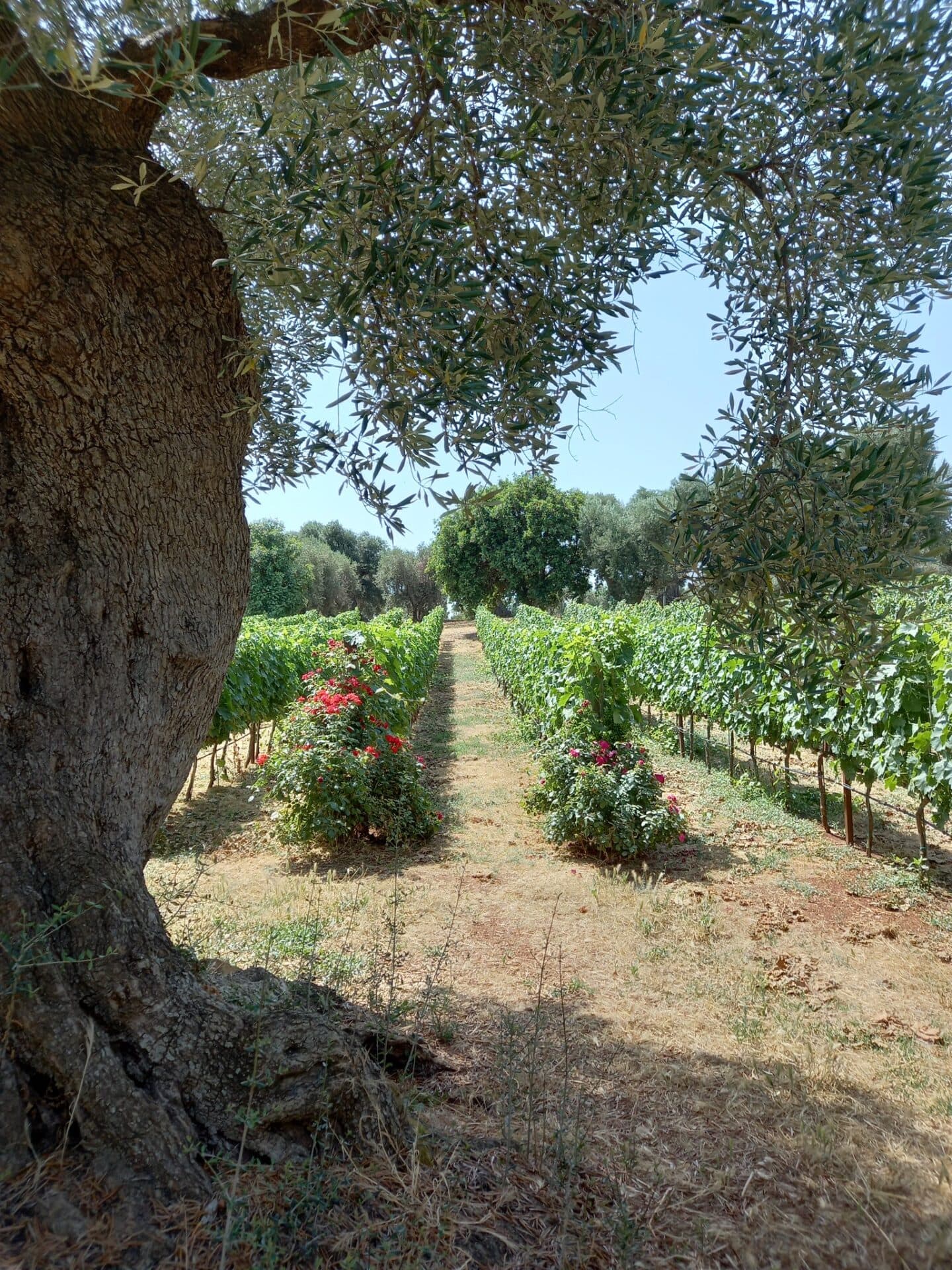Villa Agreste - Ostuni (BR) - Foto 2